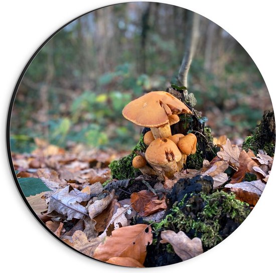 Dibond Wandcirkel - Paddenstoelen in de Bossen - 20x20cm Foto op Aluminium Wandcirkel (met ophangsysteem)