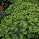 25 x Alchemilla mollis  - Vrouwenmantel in 9x9cm pot met hoogte 5-10cm