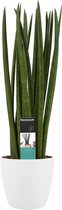 Sansevieria Cylindrica spaghetti met Elho brussels white