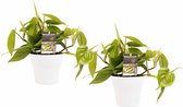 Duo Philodendron Scandens met potten Anna White