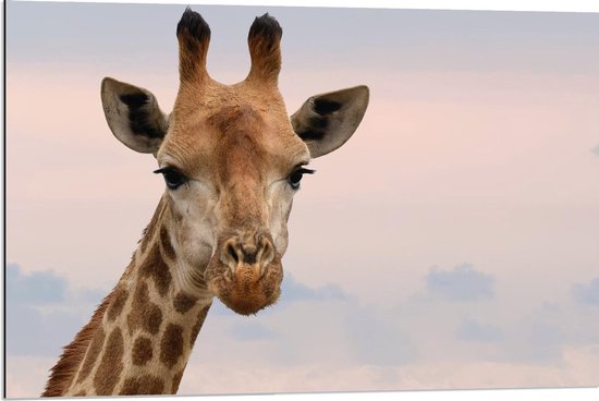 Dibond - Giraffe Hoofd - 90x60cm Foto op Aluminium (Met Ophangsysteem)