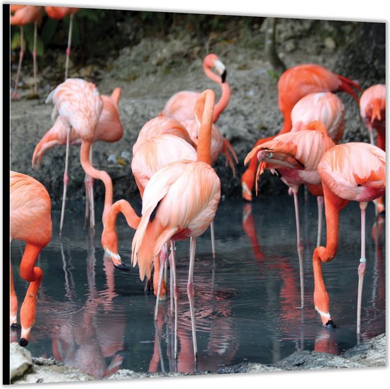 Dibond –Roze Flamingo's in Water– 50x50 Foto op Aluminium (Met ophangl)