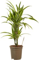 Dracaena lemon Lime