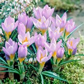 30x Crocus sieberi 'Firefly' - Krokussen - Paars Geel - Vroegbloeiers - 30 bloembollen Ø 5-7 cm