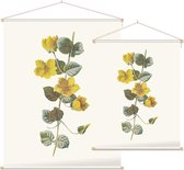 Penningkruid (Moneywort) - Foto op Textielposter - 90 x 120 cm