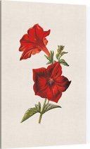 Crimson Petunia (Crimson Petunia White) - Foto op Canvas - 60 x 90 cm