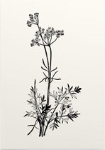 Franse Aardkastanje zwart-wit (Pig Nut) - Foto op Posterpapier - 29.7 x 42 cm (A3)