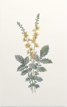 Agrimonie (Agrimony) - Foto op Forex - 40 x 60 cm