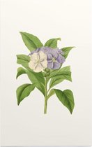 Brunfelsia Aquarel (Brunfelsia) - Foto op Forex - 30 x 45 cm