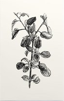 Hippophae zwart-wit (Buckthorn) - Foto op Forex - 60 x 90 cm