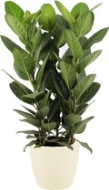 Ficus Audrey in ELHO sierpot (soap)