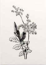 Moerasspirea zwart-wit (Meadow Sweet) - Foto op Posterpapier - 29.7 x 42 cm (A3)