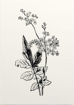Matthiola Incana zwart-wit (Hoary Shrubby Stock) - Foto op Posterpapier - 42 x 59.4 cm (A2)