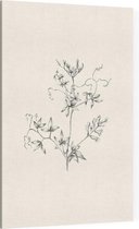 Rankende Helmbloem zwart-wit Schets (Climbing Corydalis) - Foto op Canvas - 40 x 60 cm