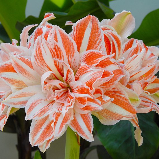 Amaryllis Dancing Queen | bol.com