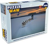 Puzzel Siberische huskies in een sleeteam van het Zweedse Lapland - Legpuzzel - Puzzel 1000 stukjes volwassenen