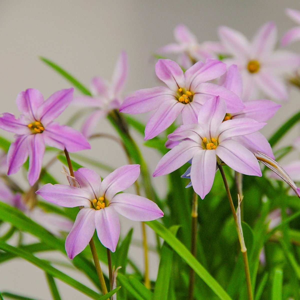 Ipheion Charlotte Bishop | 25 stuks | Roze | verwilderend