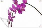 Tuinposter - Tuindoek - Tuinposters buiten - Orchidee tegen witte achtergrond - 120x80 cm - Tuin