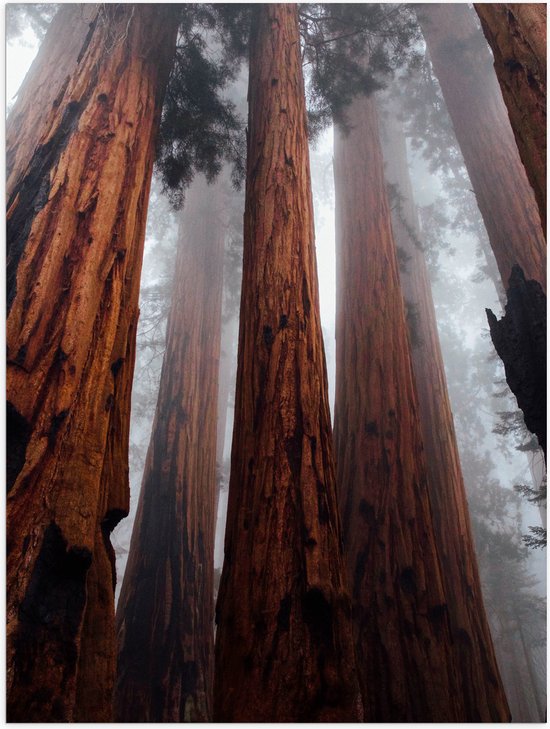 WallClassics - Poster (mat) - Très grands Arbres dans une forêt brumeuse - 75 x 100 cm Photo sur papier poster avec un aspect mat