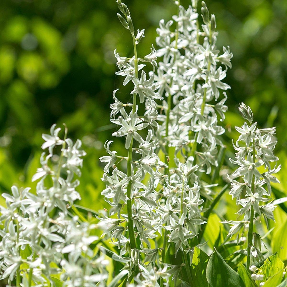 Ornithogalum nutans | 15 stuks | Wit | Ornithogalumbollen