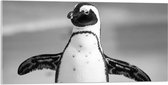 WallClassics - Acrylglas - Vrolijke Pinguïn Zwart / Wit - 100x50 cm Foto op Acrylglas (Met Ophangsysteem)