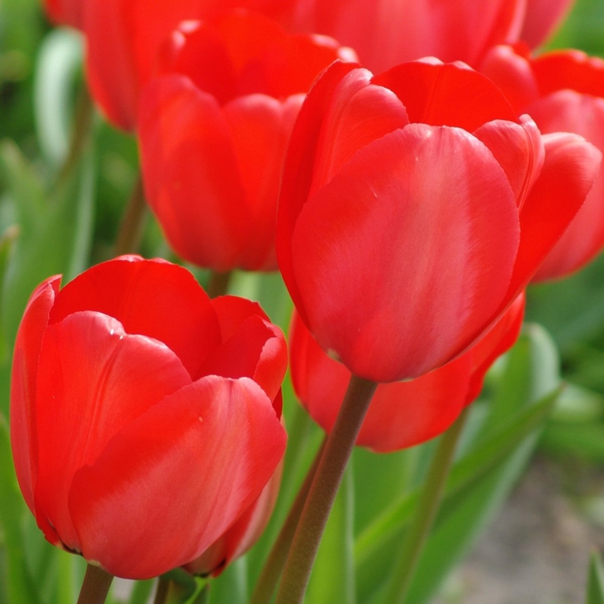 Tulp Red Impression® | 10 stuks | Darwinhybride | Rood