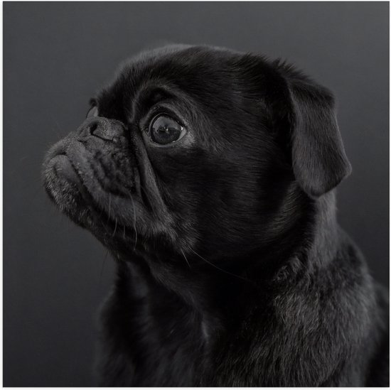 WallClassics - Poster (Mat) - Artistieke Mopshond / Pug - 80x80 cm Foto op Posterpapier met een Matte look