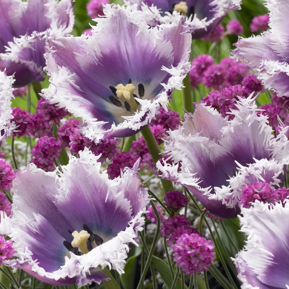 Tulp Cummins | 10 stuks | Gefranjerd | Paars | Tulpenbollen