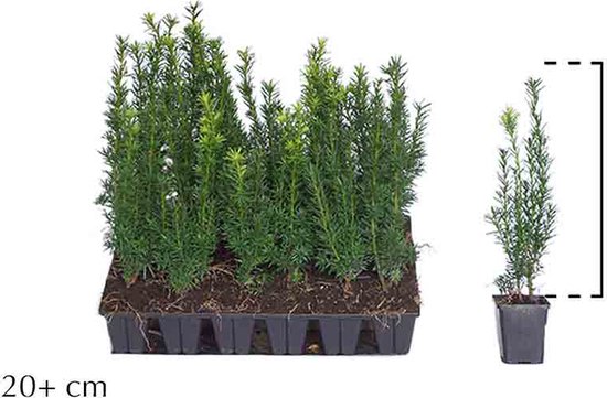 Plants By Frank - 48 Hulstplanten Ilex Crenata Jenny Winterhard - Buxusvervanger Haagplanten