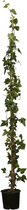 10 stuks | Gewone klimop Pot 125-150 cm - Makkelijk te snoeien - Snelle groeier - Weinig onderhoud - Wintergroen