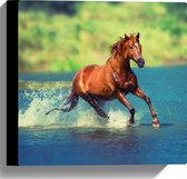WallClassics - Canvas  - Bruin Paard Rent door het Water - 30x30 cm Foto op Canvas Schilderij (Wanddecoratie op Canvas)