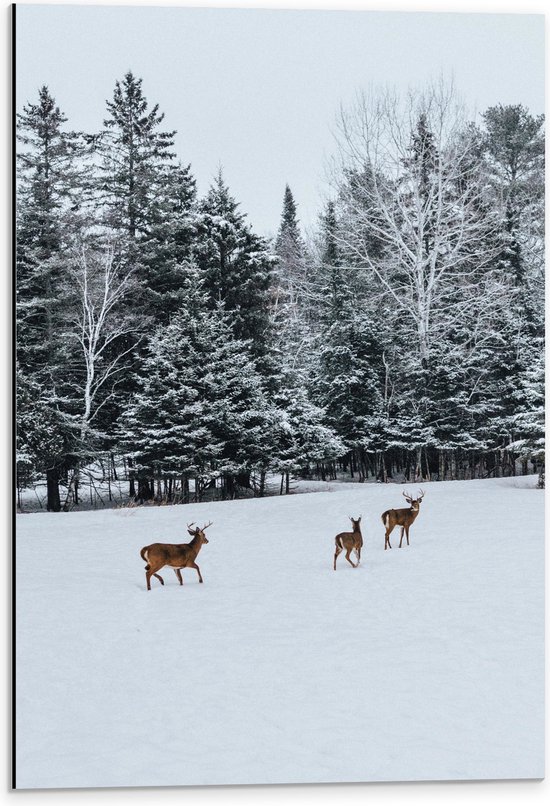 WallClassics - Dibond - Herten Wandelend in de Sneeuw - 40x60 cm Foto op Aluminium (Met Ophangsysteem)