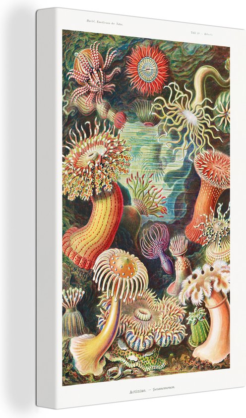 Canvas - Anemoon - Actinea - Houten frame - Muurdecoratie - Schilderij - Retro - Ernst Haeckel - Oude meesters - Schilderijen woonkamer - Canvas schildersdoek - 80x120 cm