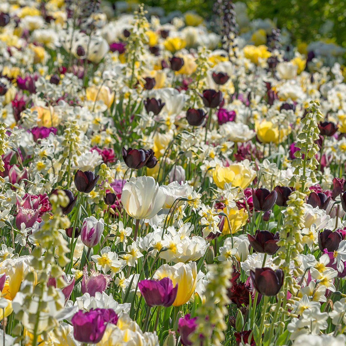 Bloembollen Mix Everlasting Spring | Meerkleurig | Voordeelverpakking