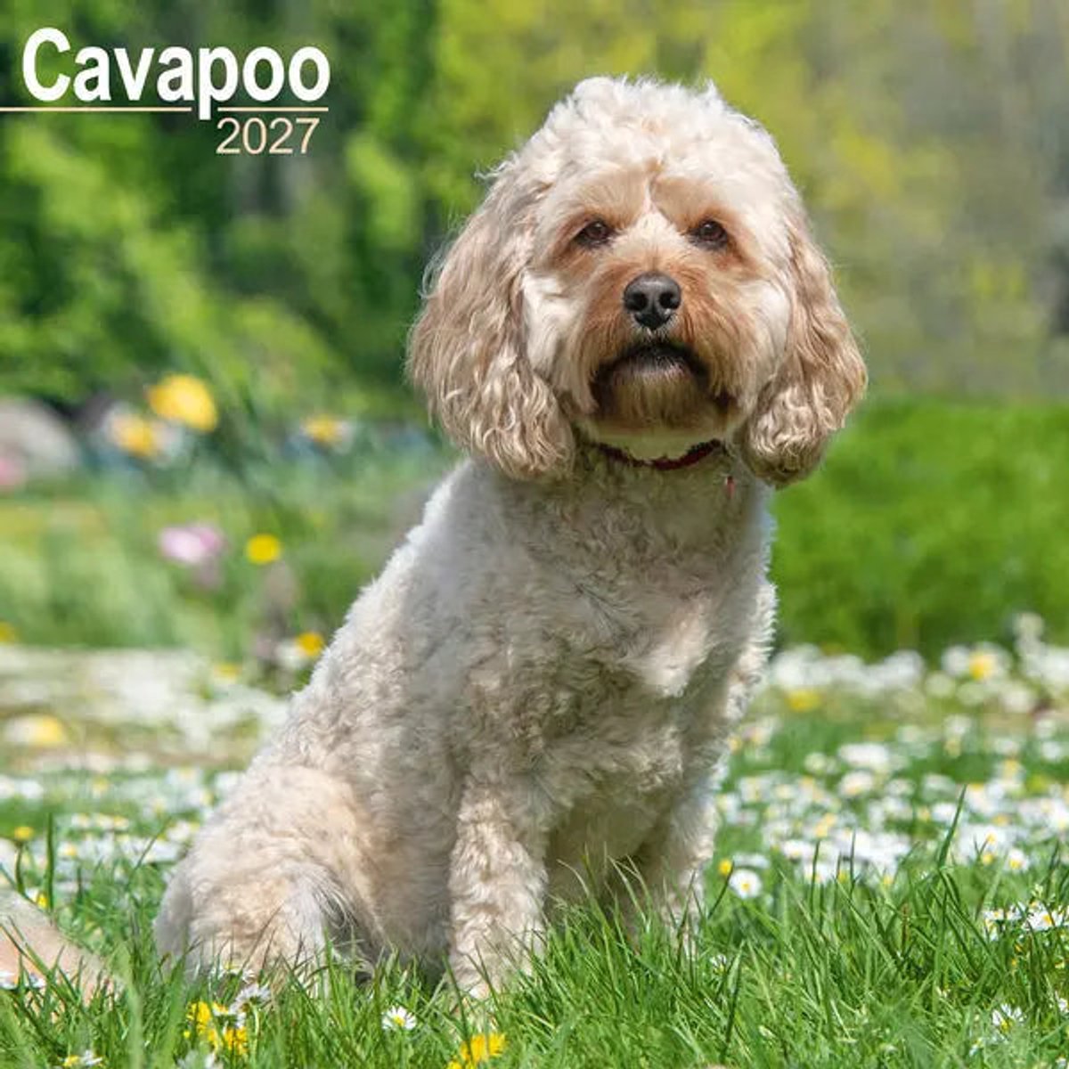 Cavapoo Kalender 2027