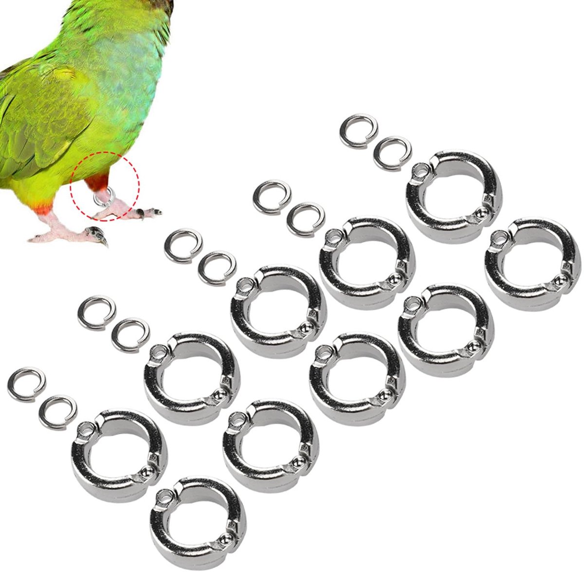 Allecto - Vogelvoetringen - Anti-ontsnapping - Gebruiksvriendelijk - 10 stuks - Papegaai training - Voor vogels - Geschikt voor huisdieren