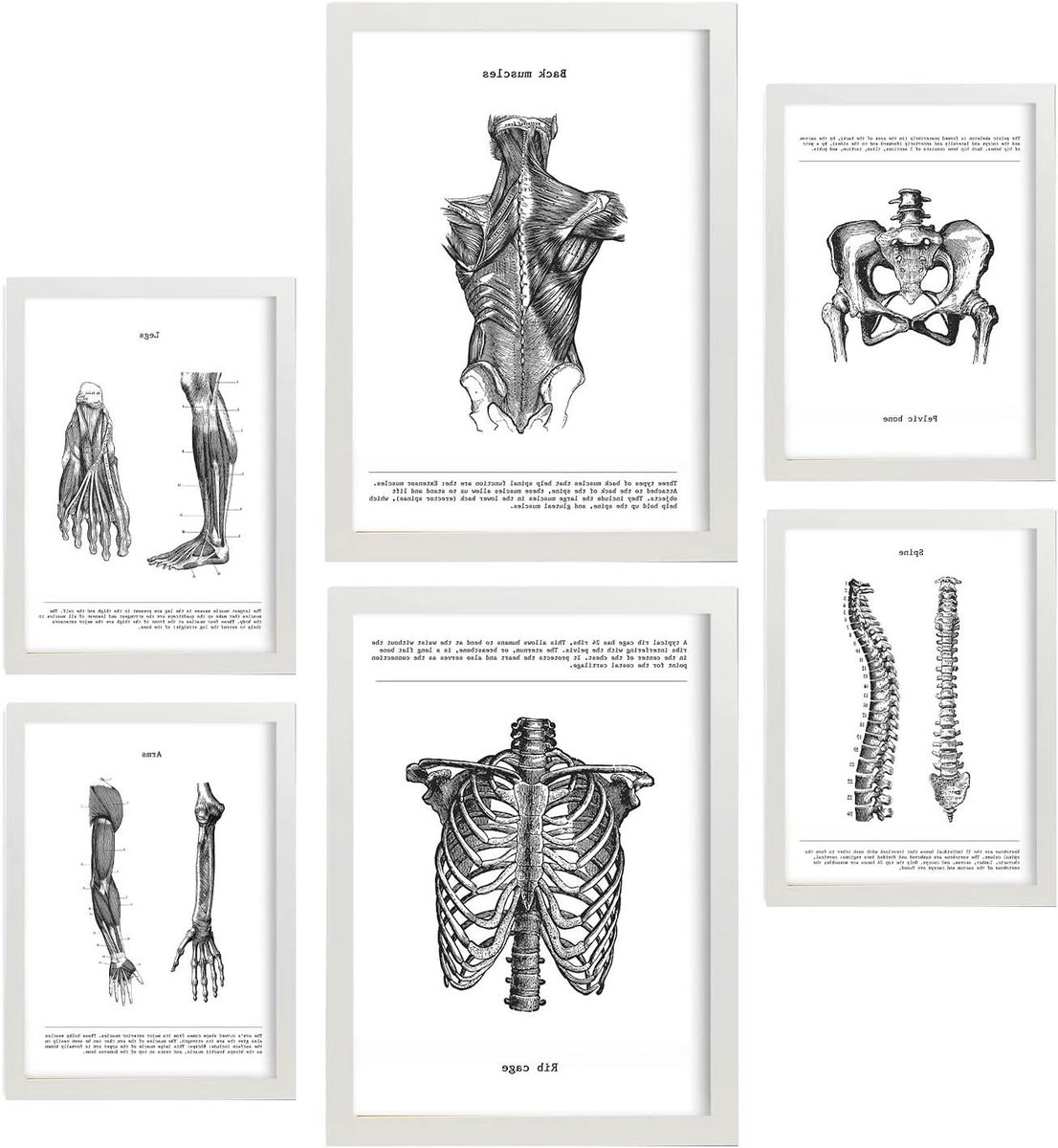 Anatomie Posters - Medische Prints - Studie Hulp - 6 Delige Set - A3 en A4 - Wit