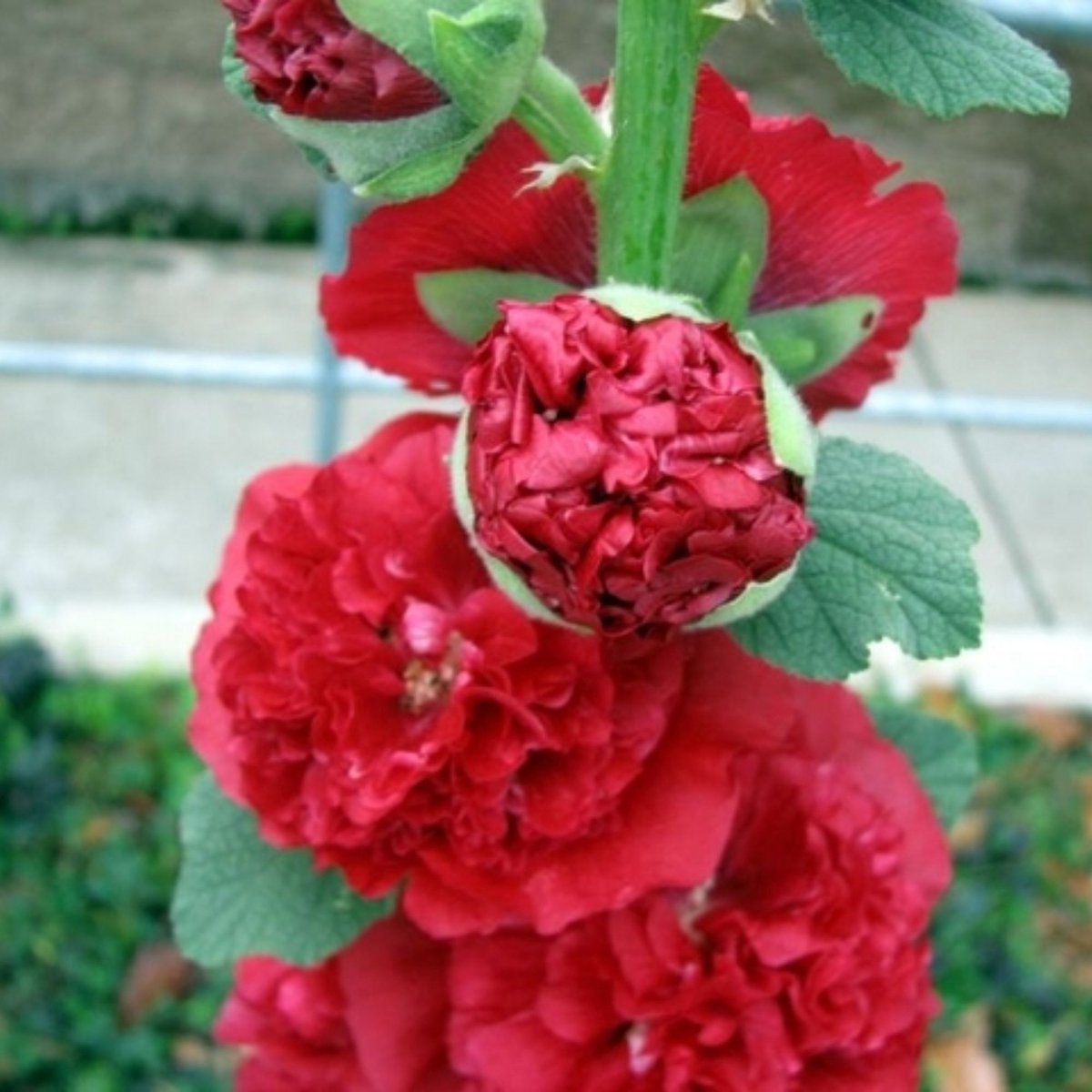 Stokroos (Alcea Rosea) - Rood - Vaste planten - Bijen-Vlinders - Snijbloemen - Zomerbollen - Voorjaarsbollen