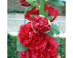 Stokroos (Alcea Rosea) - Rood - Vaste planten - Bijen-Vlinders - Snijbloemen - Zomerbollen - Voorjaarsbollen