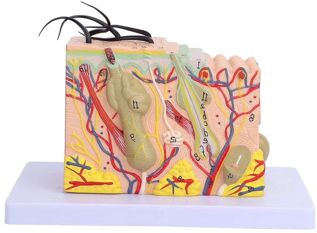 Huidmodel Anatomisch - Huidstudie Model - Huidstructuur Bestuderen - 35x Vergroot - 216 x 136 x 125 cm - Niet gespecificeerd