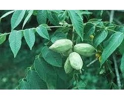 Walnoot Boom - Juglans cinerea - Tuinieren - Makkelijk te kweken - 3 stuks - Wit