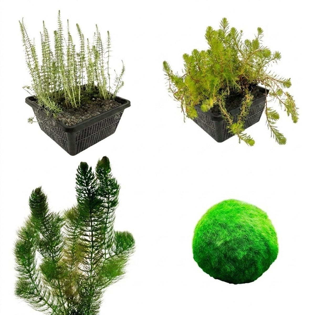 vdvelde.com - Zuurstofplanten pakket 500-1.250L vijver - Helder water - Anti alg - Winterhard - Biologisch gekweekt - Complete set met vijvermandjes, klei, voeding & beplantingsadvies