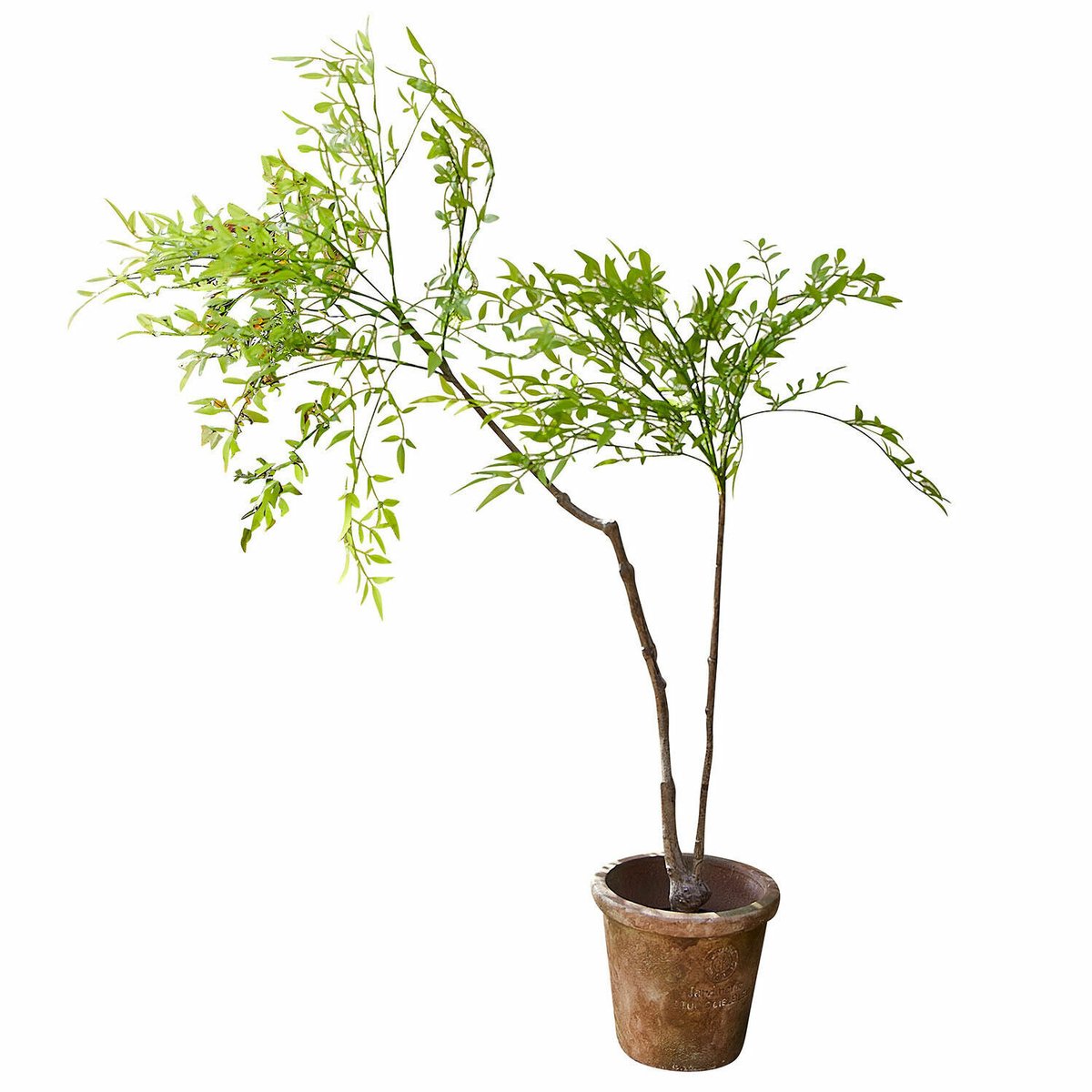 Loberon Decoratieve potplant, 2e keuze Avenelle groen