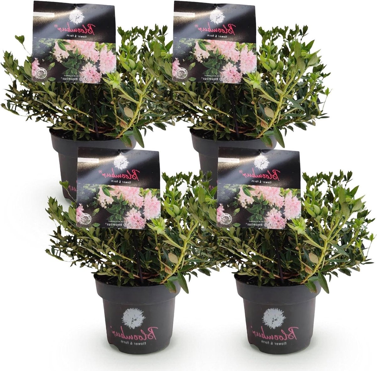 Dwerg Rhododendron - Bloeiende struik - Tuin decoratie - Onderhoudsvriendelijk - 4 planten pot 17cm - Lichtroze