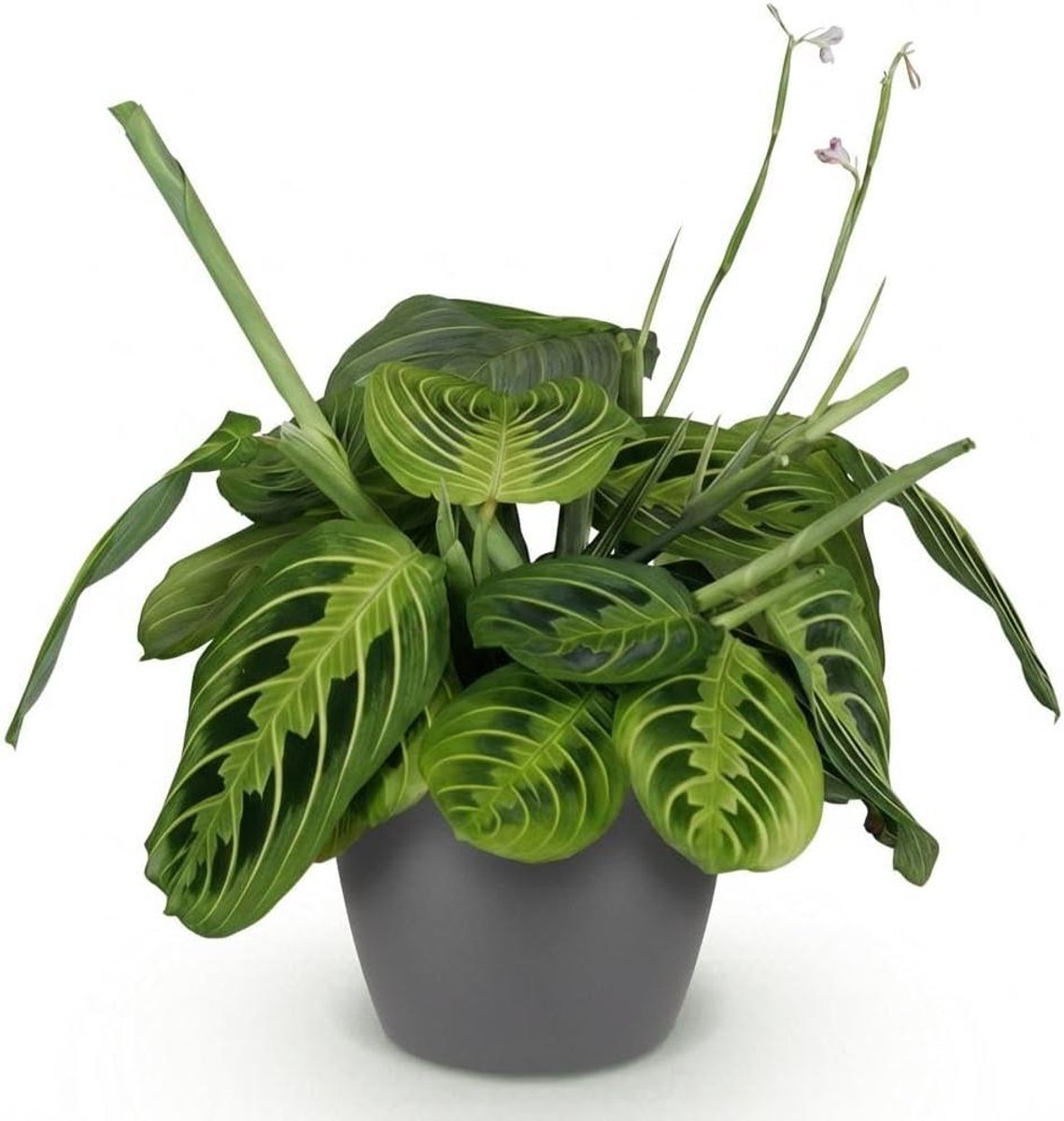 Kamerplant - Gebedsplant - Interieur Decoratie - Huisdiervriendelijk - Pot 12cm - Groen