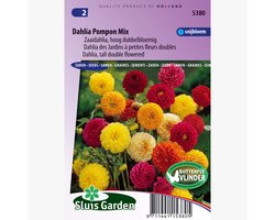 Sluis Garden - Dahlia Pompon Mix