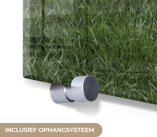 ® Glasschilderij 120x180 cm - Schilderij acrylglas - Zwaan - Gras - Natuur - Foto op glas - Muurdecoratie woonkamer - Wanddecoratie slaapkamer - Schilderijen