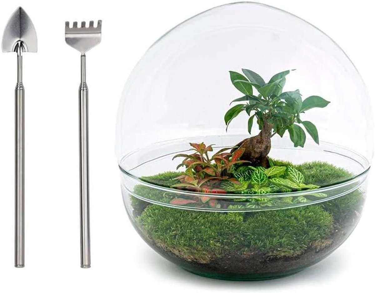 Planten terrarium - Mini ecosysteem - Groen in huis - Zelfvoorzienende biotoop - 30 cm hoog - Glas