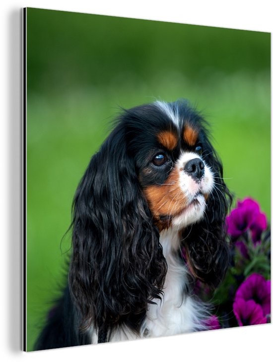 Aluminium schilderij 20x20 cm - Wanddecoratie metaal - Cavalier King Charles-spaniël met paarse bloemen - Metalen muurdecoratie woonkamer - Decoratie industrieel - Foto op dibond - Industriële accessoires slaapkamer