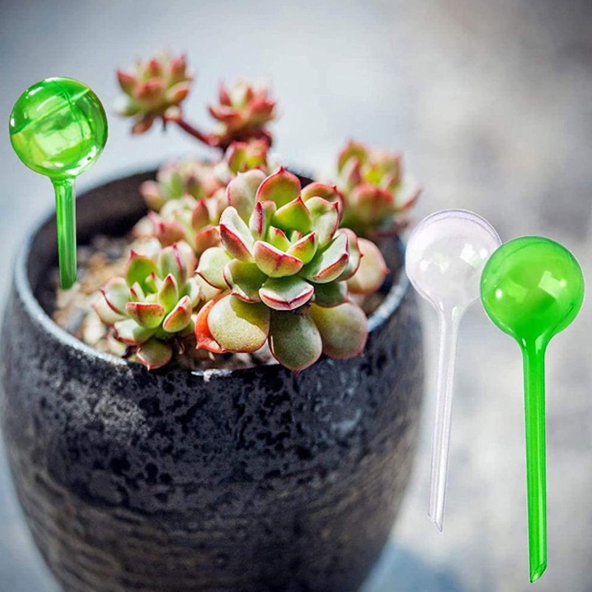 Planten watergevers - Automatische bewatering - Planten verzorgen - Zelfbewaterend systeem - Set van 6 - Transparant
